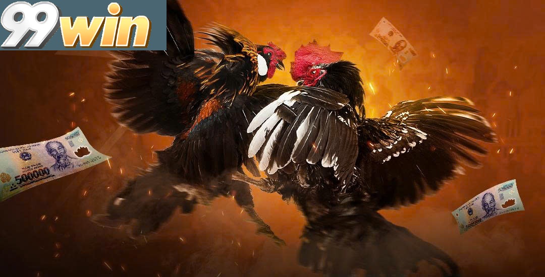 Tổng Quan Sảnh Đá Gà 99win: Giải Trí An Toàn, Công Bằng Và Minh Bạch