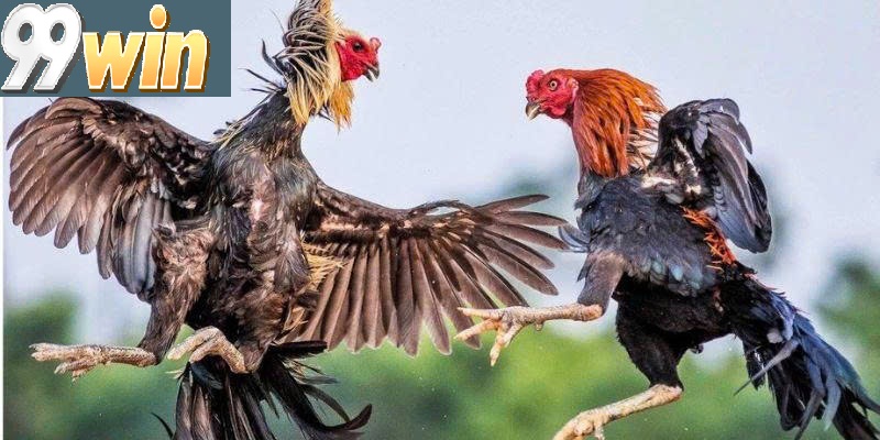 Lợi Ích Vượt Trội Khi Tham Gia Đá Gà 99win