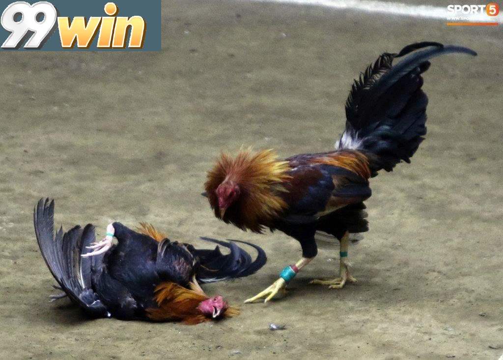 Ưu điểm nổi bật khi tham gia đá gà tại 99win